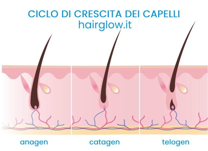 ciclo crescita capelli